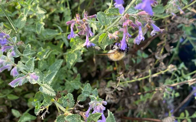 A bumblebee on the catmint in our pollinator beds
