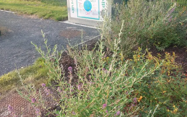 Pollinator planting beside the walkway