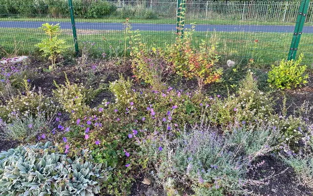 Pollinator planting around the Academy pitch