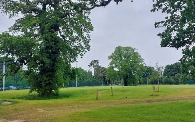 Newly planted trees at Kepak Park