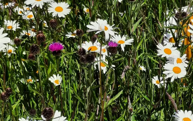Wildflowers on the club grounds